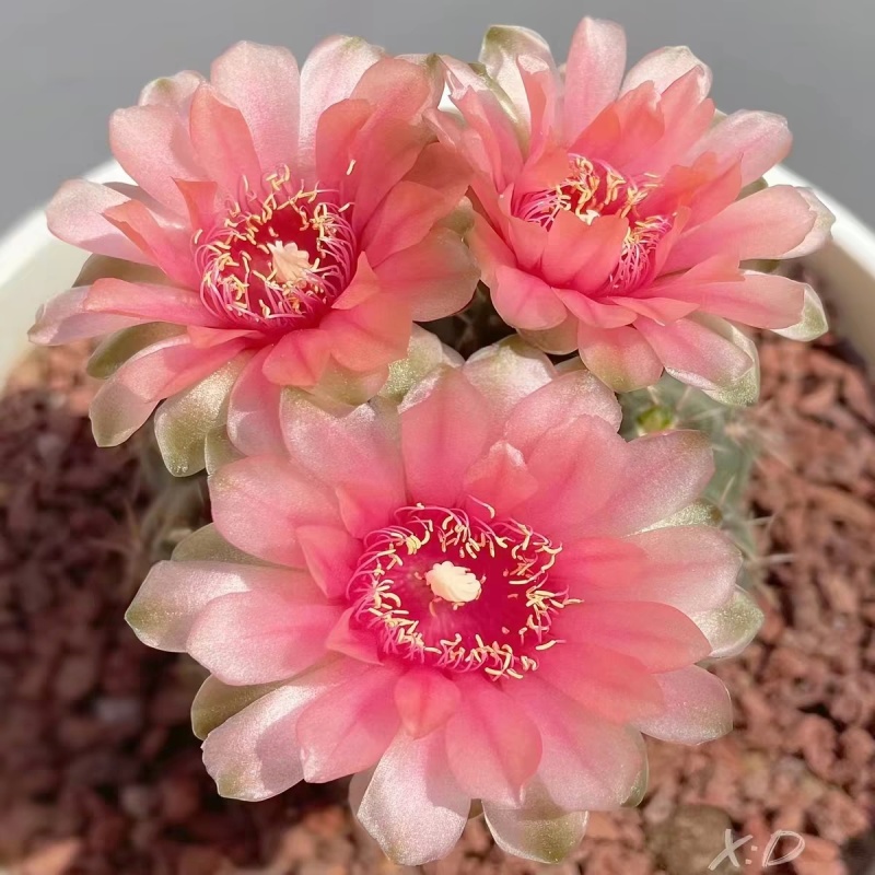 菲花玉开花仙人球