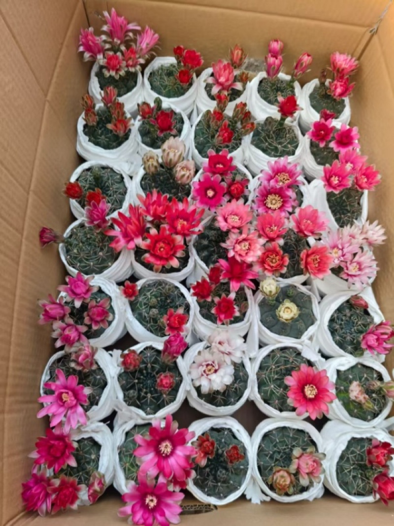菲花玉开花仙人球