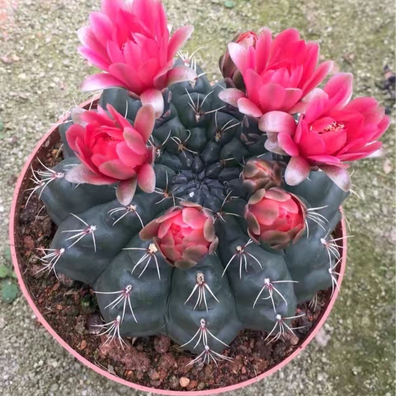 菲花玉开花仙人球