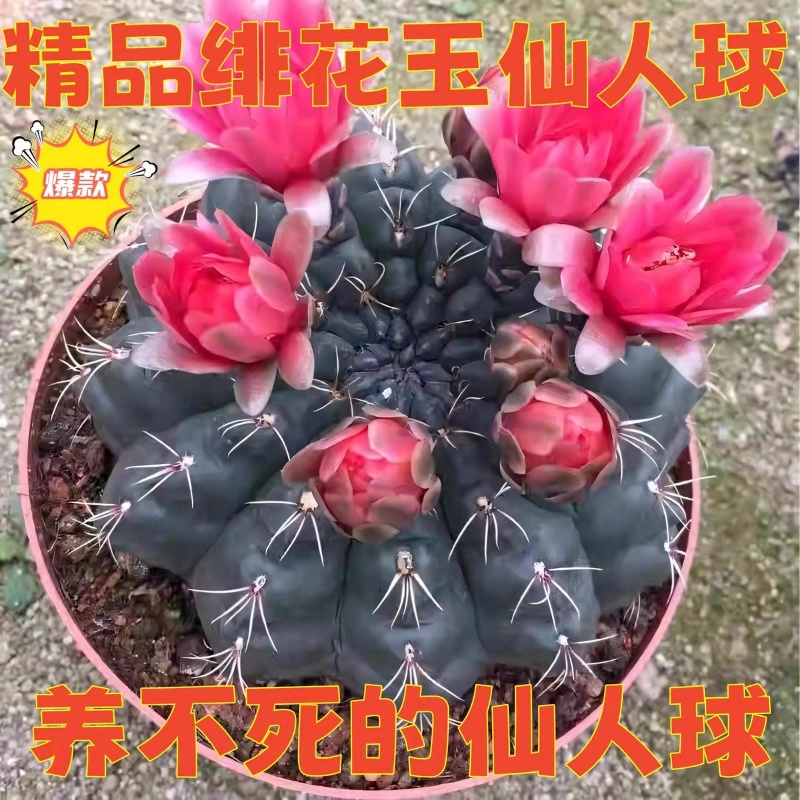 菲花玉开花仙人球