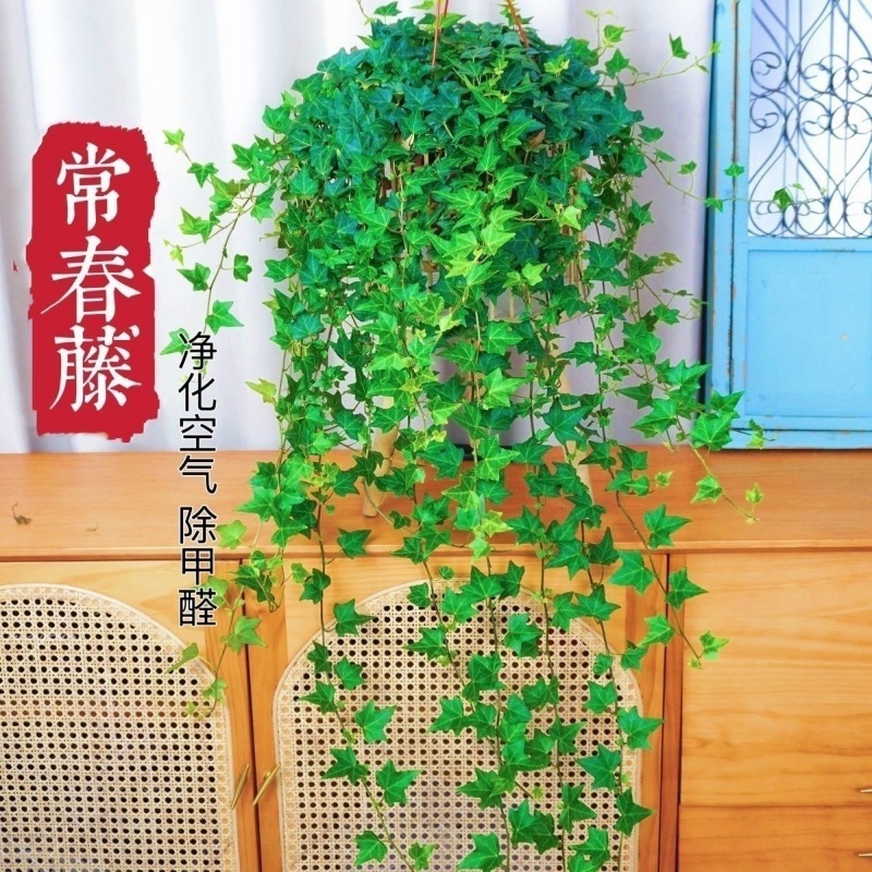 常春藤四季如春