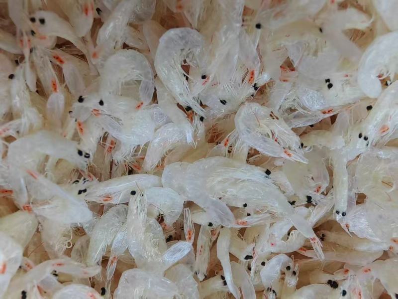 山东滨州精品虾皮淡干无盐虾皮产地一手货源欢迎来电咨询