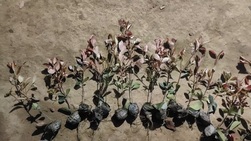 红叶石楠苗大量上市，基地直发，价格美丽，欢迎电联
