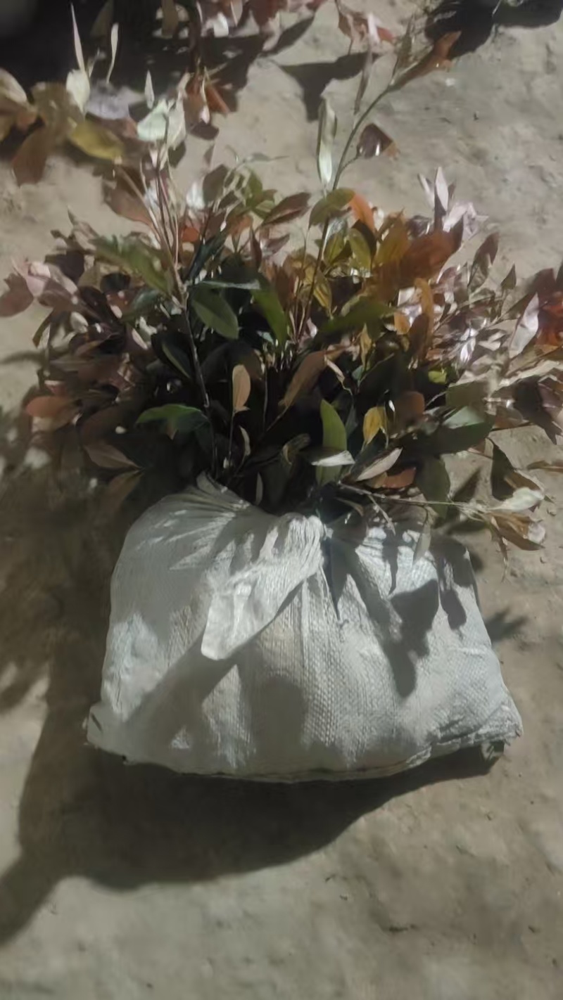 红叶石楠苗大量上市，基地直发，价格美丽，欢迎电联