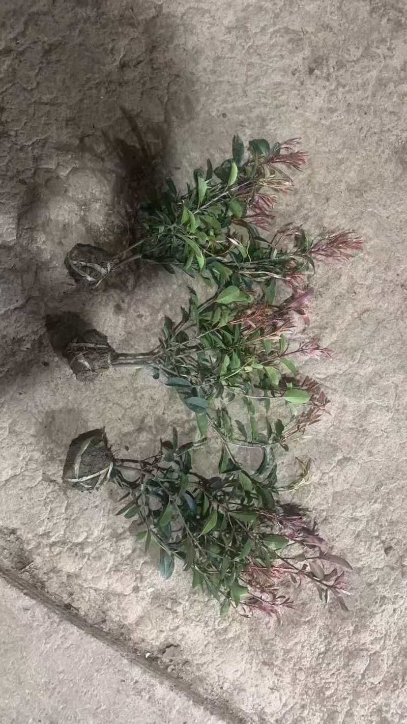 红叶石楠苗大量上市，基地直发，价格美丽，欢迎电联