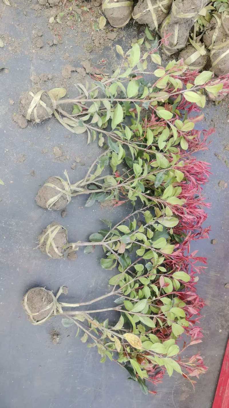 红叶石楠苗大量上市，基地直发，价格美丽，欢迎电联