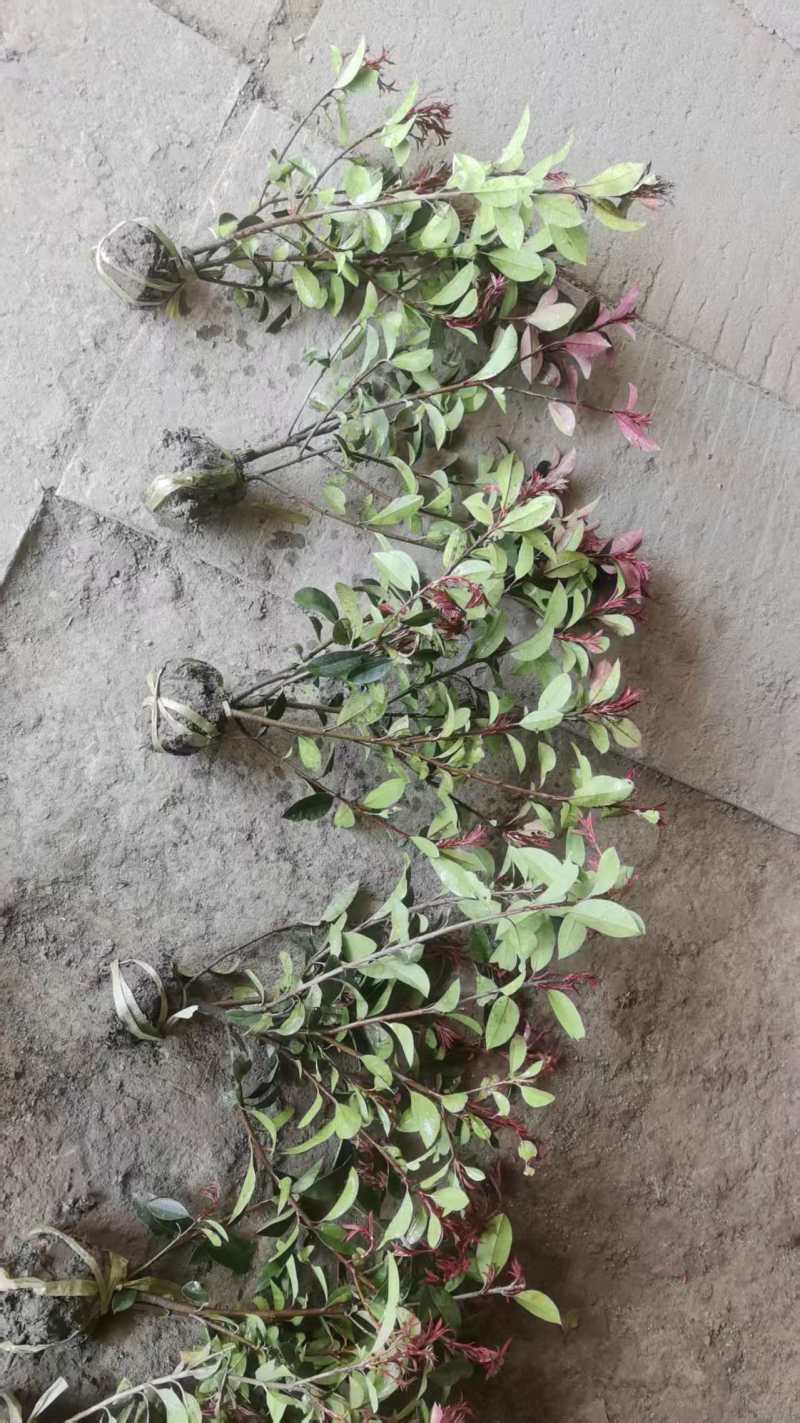 红叶石楠苗大量上市，基地直发，价格美丽，欢迎电联