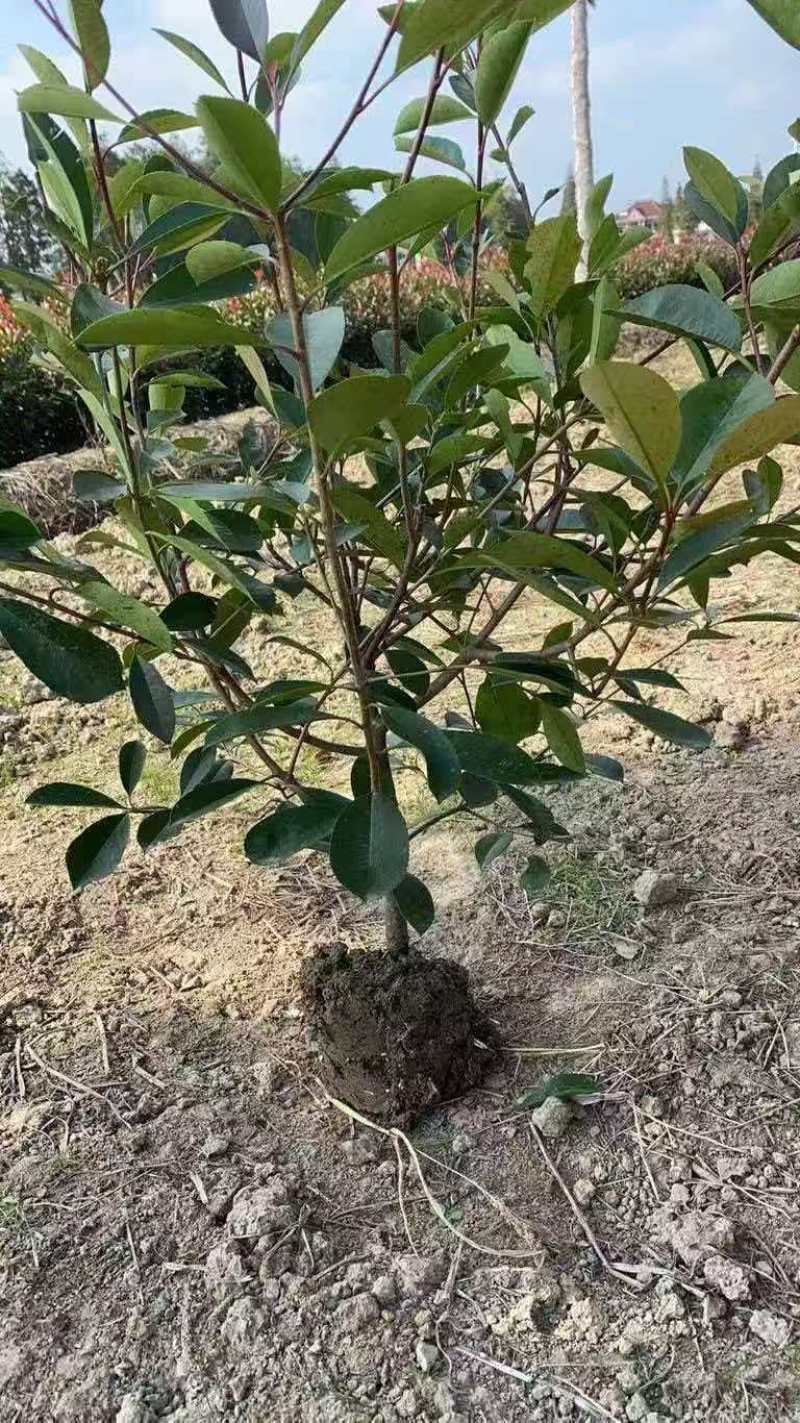 红叶石楠苗大量上市，基地直发，价格美丽，欢迎电联