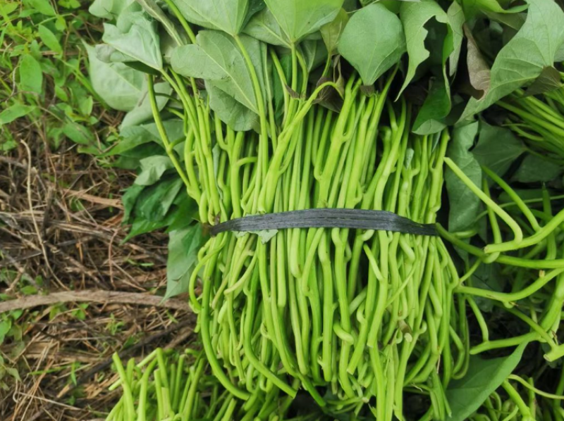 广东江门西瓜红红薯脱毒种苗基地直发量大从优