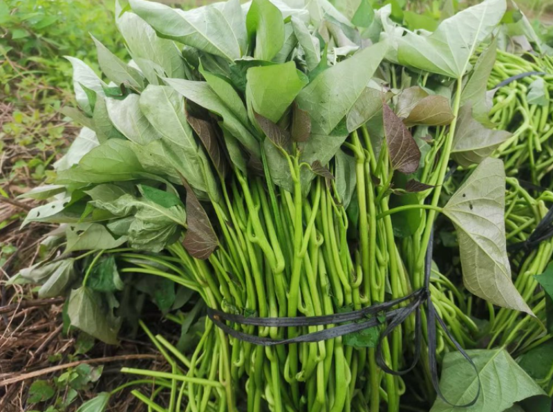 广东江门西瓜红红薯脱毒种苗基地直发量大从优