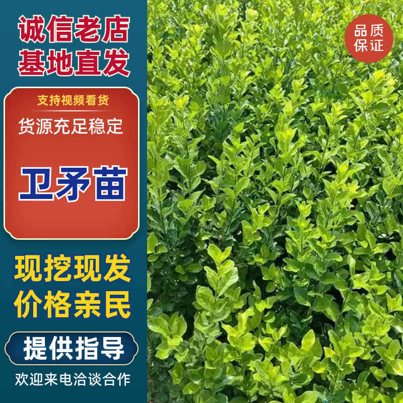 卫矛规格齐全茅球包存活视频看货价格美丽全国可发