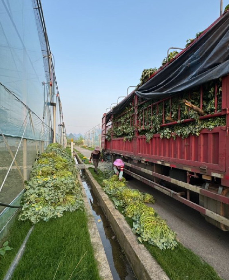 广东江门丝滑薯脱毒红薯种苗，产地直发，欢迎咨询