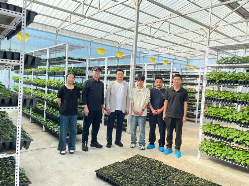 广东江门丝滑薯脱毒红薯种苗，产地直发，欢迎咨询
