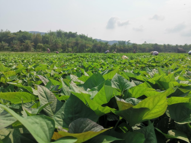 广东江门西瓜红红薯脱毒种苗基地直发量大从优