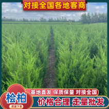 桧柏一手货源产地直发一手货源价格美丽欢迎咨询