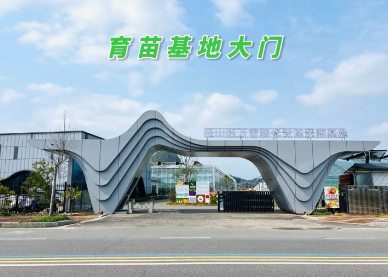 广东江门西瓜红红薯脱毒种苗基地直发量大从优