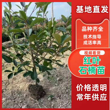 红叶石楠苗大量上市，基地直发，价格美丽，欢迎电联