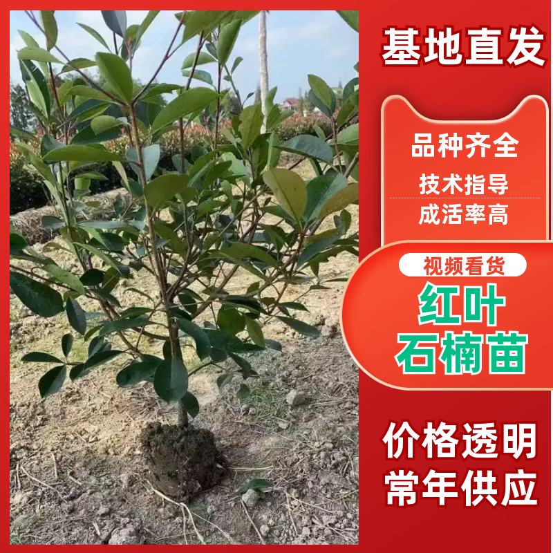 红叶石楠苗大量上市，基地直发，价格美丽，欢迎电联