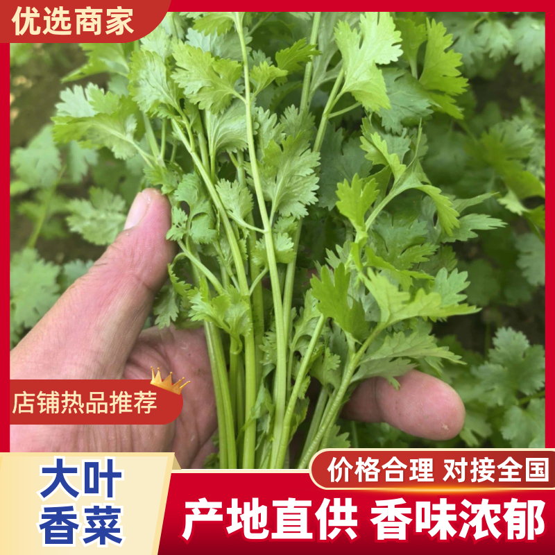 大叶香菜新鲜现采做工精细可发各地市场超市电商