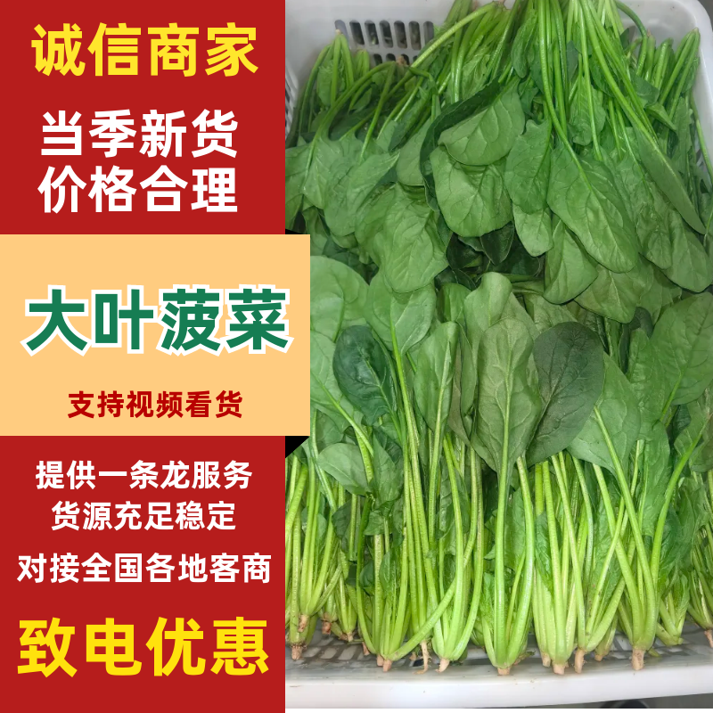 【热卖】大叶菠菜直供加商超档口产地一手货源按需包装