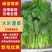 精品菠菜大叶菠菜对接可视频看货规格多样协助装车