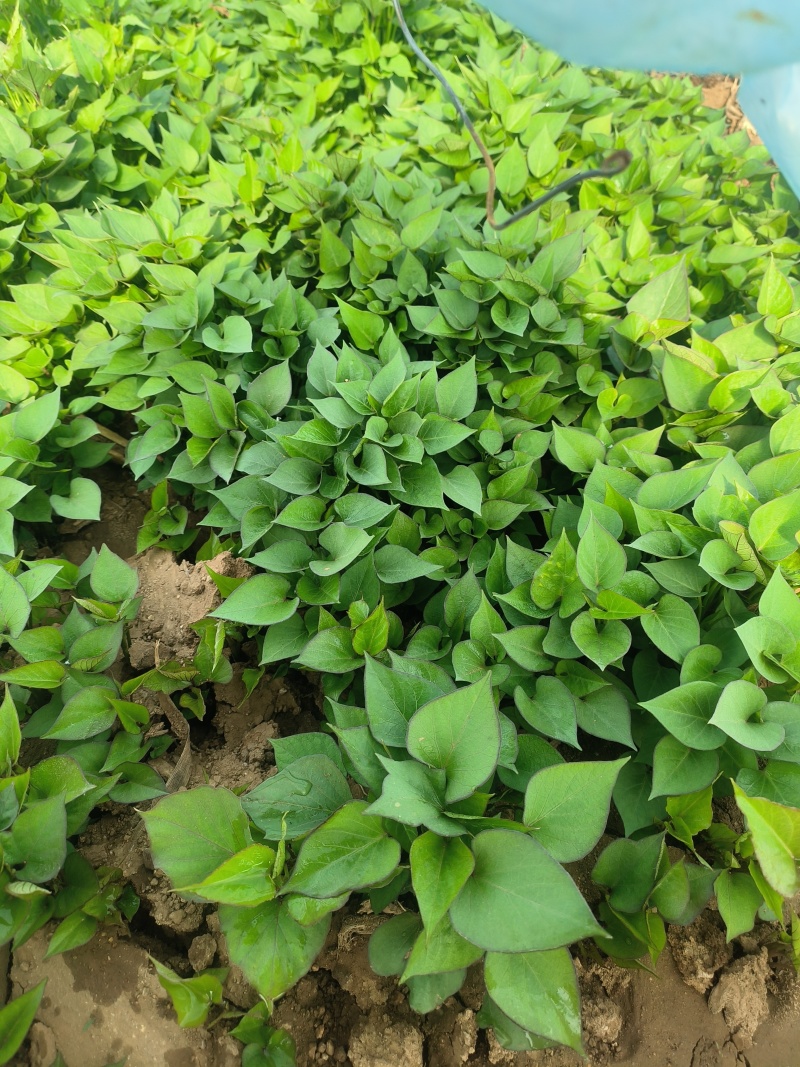 济薯26红薯苗
