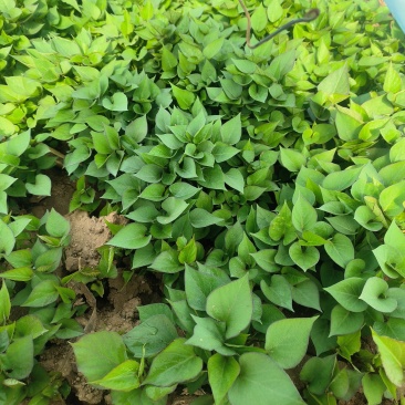石家庄直发济薯26红薯苗