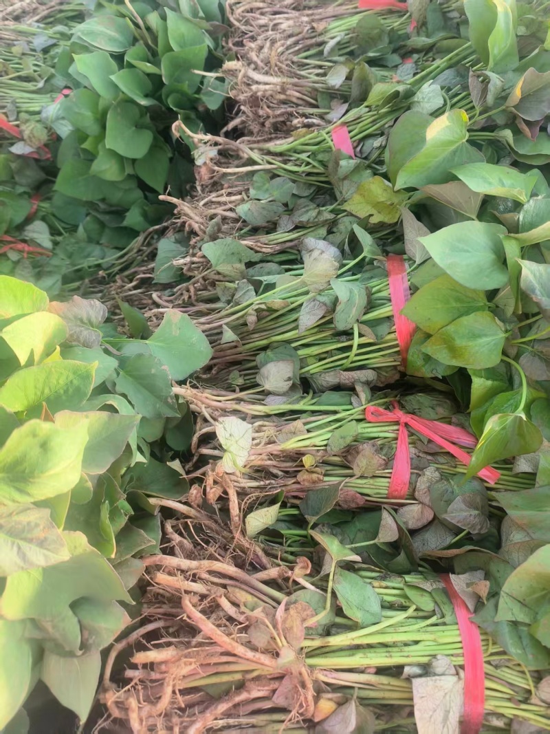 高淀粉红薯苗