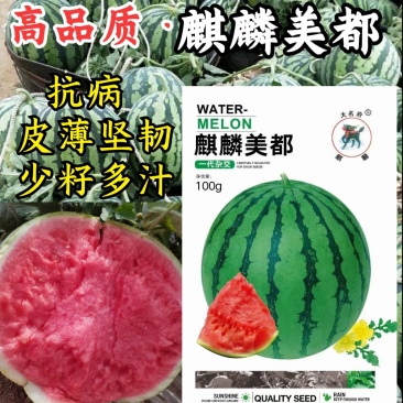 麒麟美都西瓜种子皮薄耐裂少籽8424圆西瓜美都西瓜种子籽