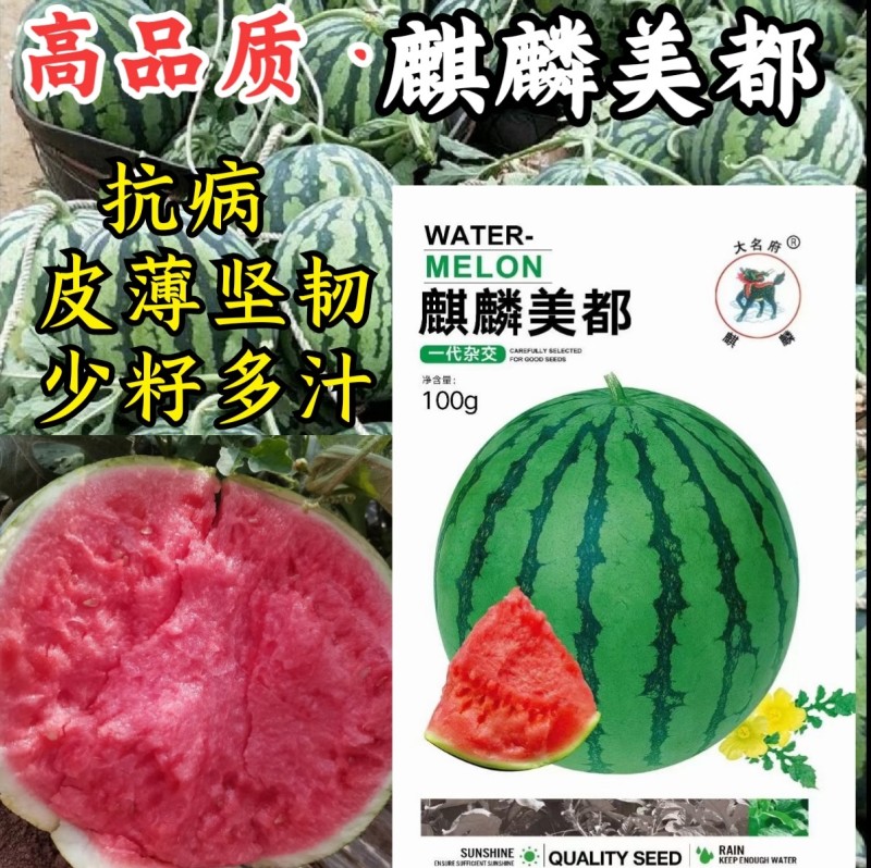 麒麟美都西瓜种子皮薄耐裂少籽8424圆西瓜美都西瓜种子籽