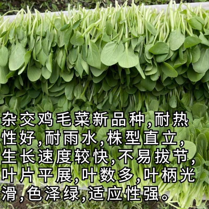 绿尤尤鸡毛菜种子籽杂交青梗耐热耐湿四季夏季速生鸡毛菜籽