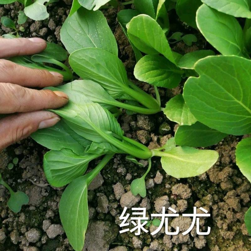 绿尤尤鸡毛菜种子籽杂交青梗耐热耐湿四季夏季速生鸡毛菜籽