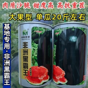特大懒汉黑皮西瓜种子不整枝打叉纯黑皮巨大西瓜种子籽抗重茬