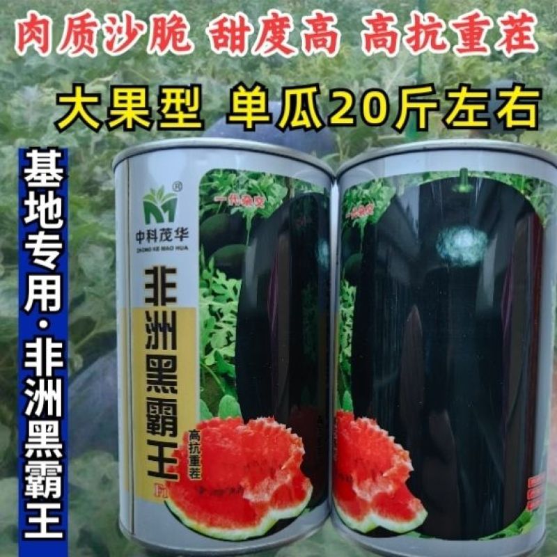 特大懒汉黑皮西瓜种子不整枝打叉纯黑皮巨大西瓜种子籽抗重茬