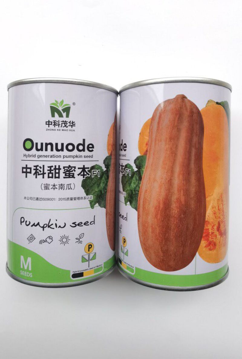 大果甜蜜本南瓜种子中科茂华早中熟高产面甜蜜本南瓜倭瓜种子