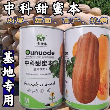 大果甜蜜本南瓜种子中科茂华早中熟高产面甜蜜本南瓜倭瓜种子