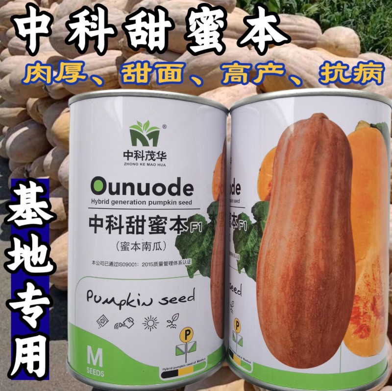 大果甜蜜本南瓜种子中科茂华早中熟高产面甜蜜本南瓜倭瓜种子