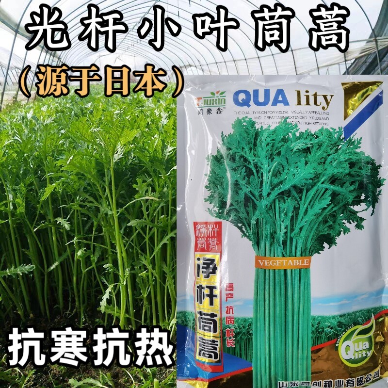 光杆小叶茼蒿种子日本引进茼蒿菜籽皇帝菜四季种子耐热耐寒