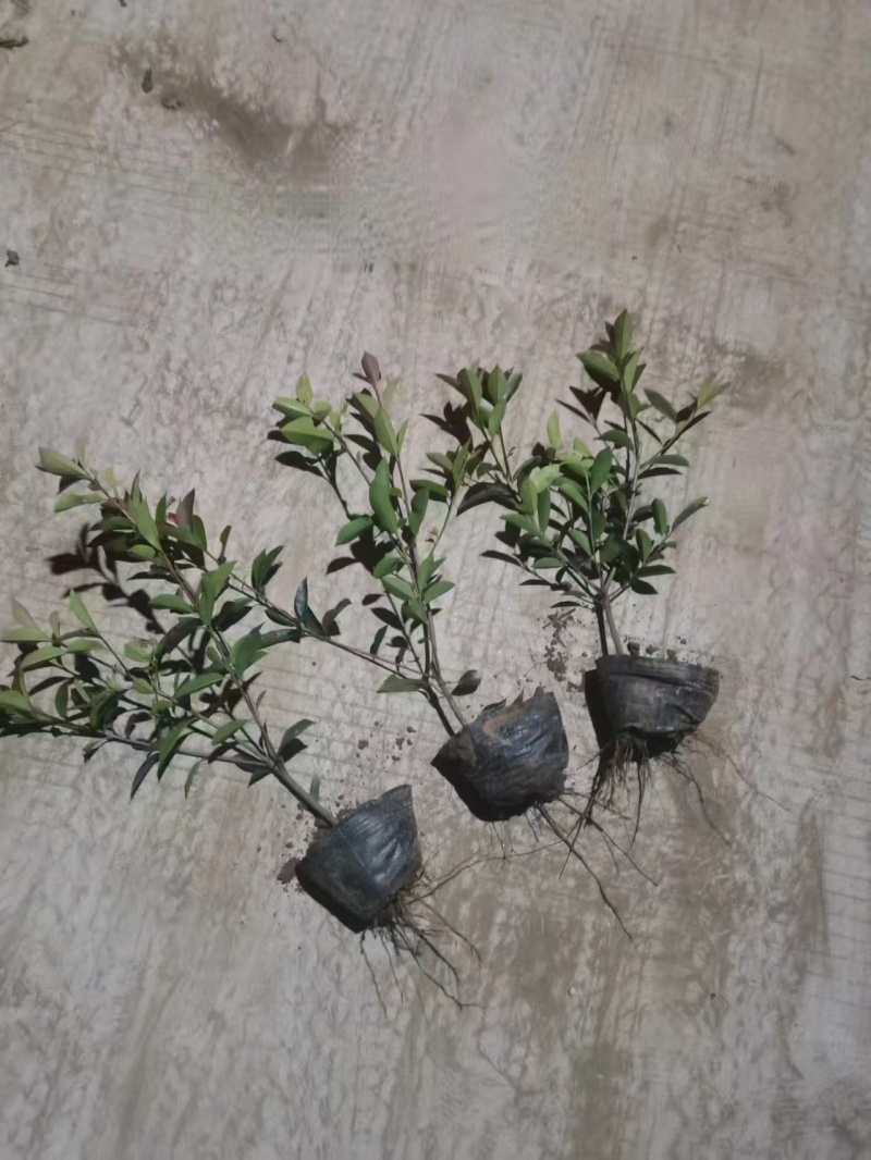 红叶石楠大杯苗，耐旱，成活率高，产地直发，品质保障