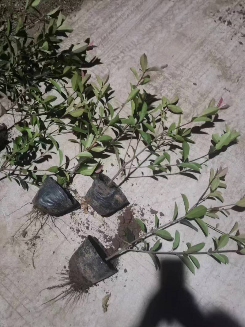 红叶石楠大杯苗，耐旱，成活率高，产地直发，品质保障