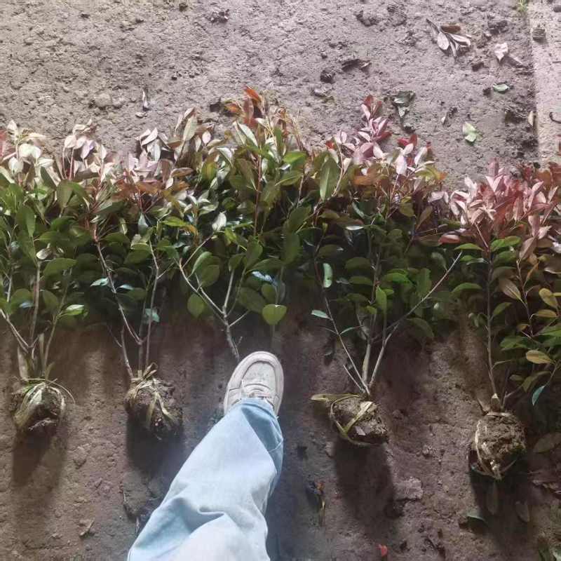 红叶石楠大杯苗，耐旱，成活率高，产地直发，品质保障