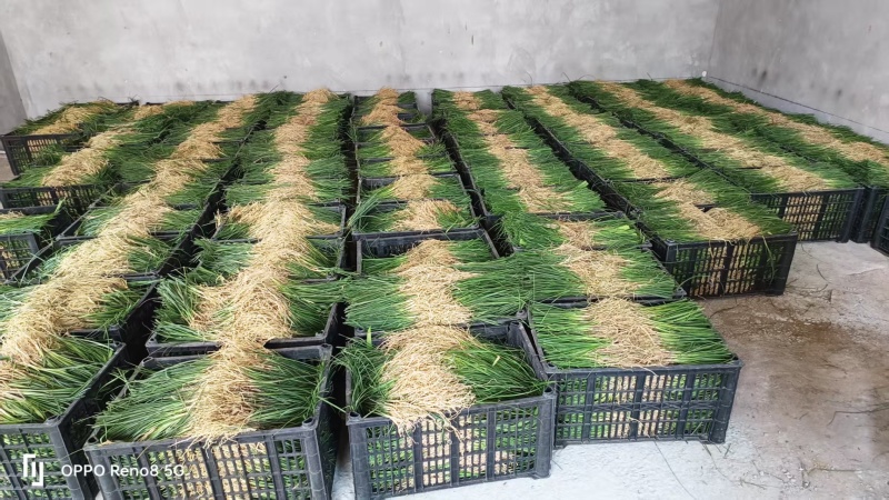 千亩知母苗正在热售，量大价优，批发价格，全国各地均可发