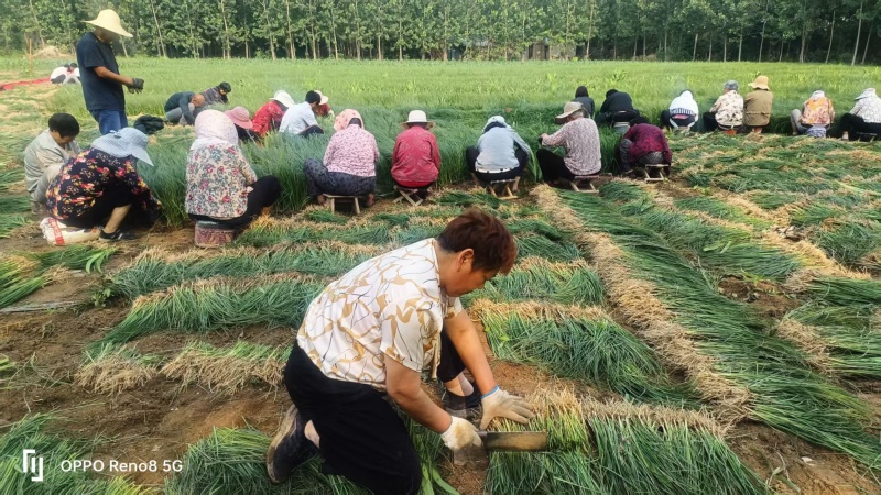 千亩知母苗正在热售，量大价优，批发价格，全国各地均可发