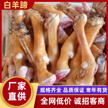 【精品】白羊蹄火烧白羊蹄水退白羊蹄厂家直发