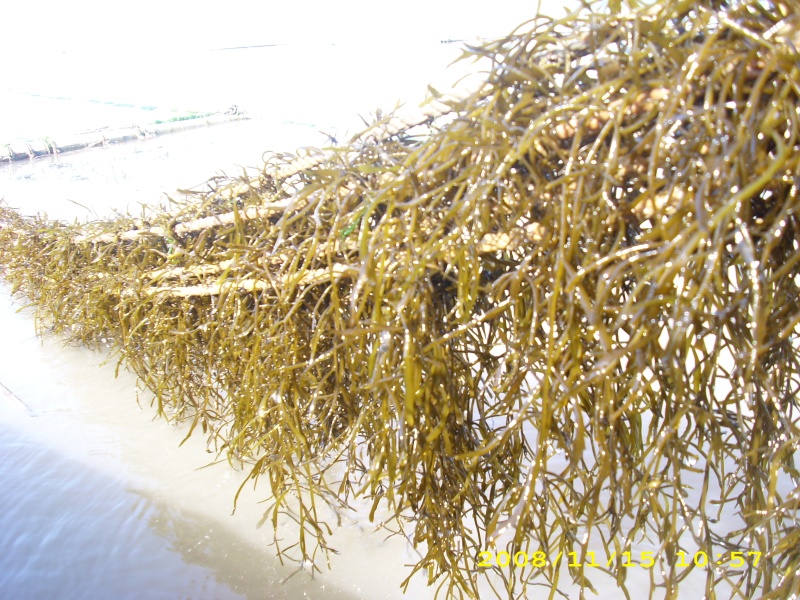 羊栖菜产地直销量大质优价格优惠支持视频看货欢迎采购