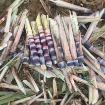 黑皮桂二甘蔗种广西**品种产量高易种植皮色好甜度高