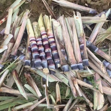 黑皮桂二甘蔗种广西**品种产量高易种植皮色好甜度高
