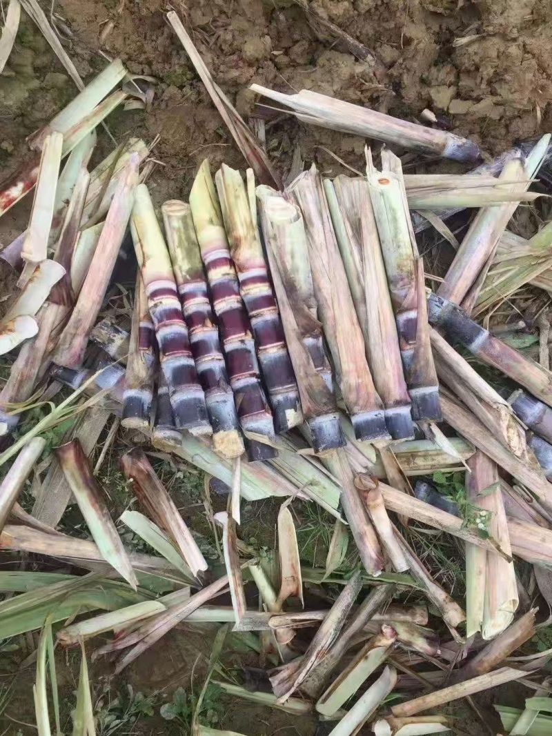 黑皮桂二甘蔗种广西**品种产量高易种植皮色好甜度高