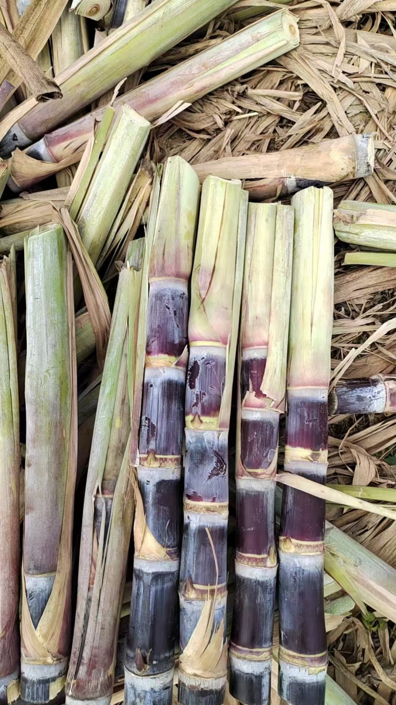 黑皮桂二甘蔗种广西**品种产量高易种植皮色好甜度高
