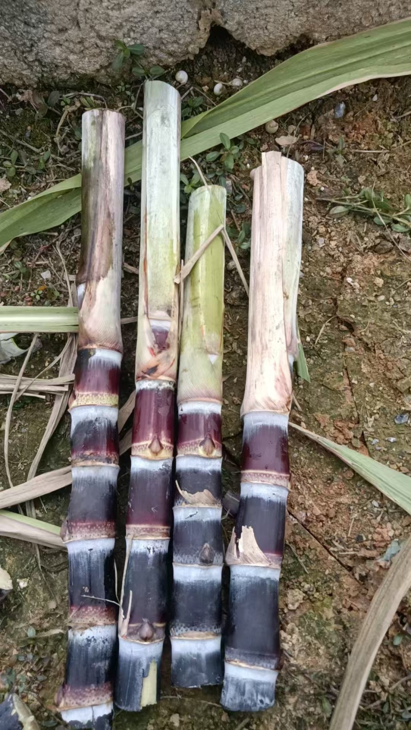 黑皮桂二甘蔗种广西**品种产量高易种植皮色好甜度高